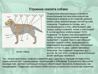 От котов до китов: как слышат разные животные