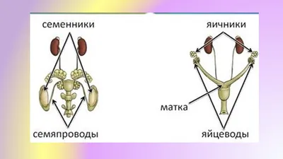 Догцентр \"Белый пес\" | Facebook