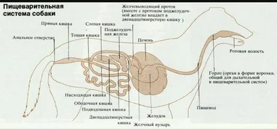 Череп Кролика Рисунок (58 Фото)