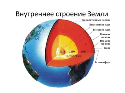 Ультрасонографические различия органов брюшной полости собак и кошек –  статья о лечении животных ИВЦ МВА