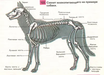 Как правильно кормить маленького крольчонка. | Домашний Зай | Дзен