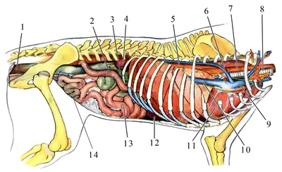 Расположение внутренних органов у собаки (58 фото) - картинки sobakovod.club