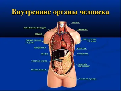 Внутренние органы человека PNG , Человеческая ткань, орган, Медицинское  лечение PNG картинки и пнг PSD рисунок для бесплатной загрузки