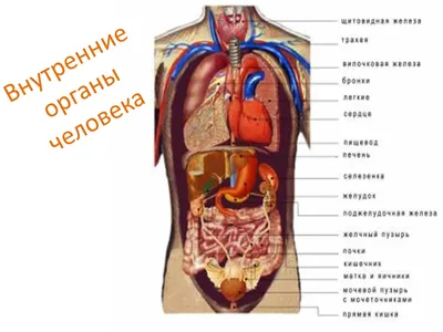 Анатомия человека: атлас В 3 т. Т. 2: Внутренние органы - купить с  доставкой по выгодным ценам в интернет-магазине OZON (1034677039)