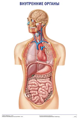 внутренние органы человека иллюстрация вектора. иллюстрации насчитывающей  малыш - 226565078
