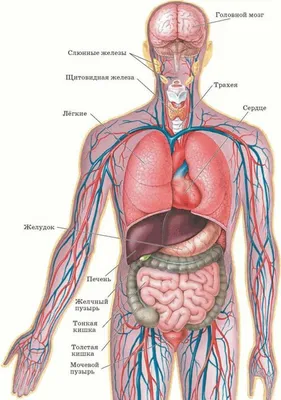 Строение внутренних органов человека | Уроки биологии, Углубленное изучение  биологии, Учащиеся медучилища