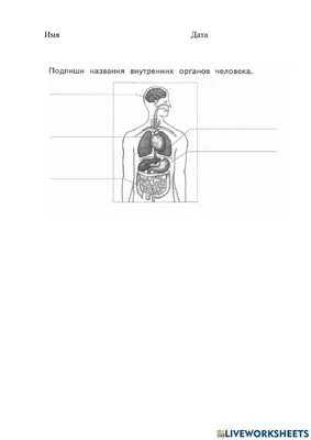 схема человека и легких, изображения внутренних органов человеческого тела  фон картинки и Фото для бесплатной загрузки