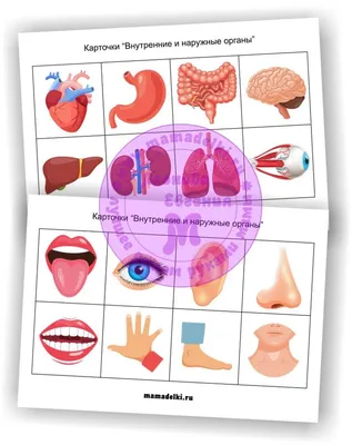 Карточки – «Внутренние и наружные органы» | mamadelkimamadelki | Поделки,  Детские поделки, Дыхательная система