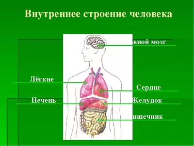 Анатомия для детей Человеческое тело с внутренними органами Иллюстрация  вектора - иллюстрации насчитывающей здоровье, медицинско: 165642911