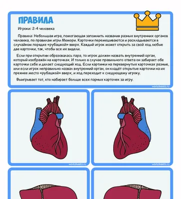 Строение человека (внутренние органы): фото с надписями