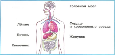 Как расположены внутренние органы человека, фото? | Кровеносная система,  Система органов человека, Биология