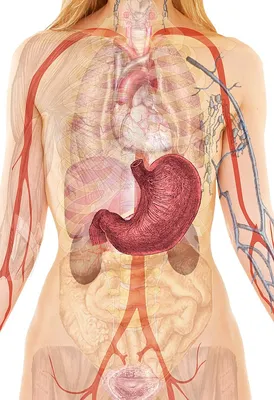 Желудочно-кишечный тракт человека — Википедия