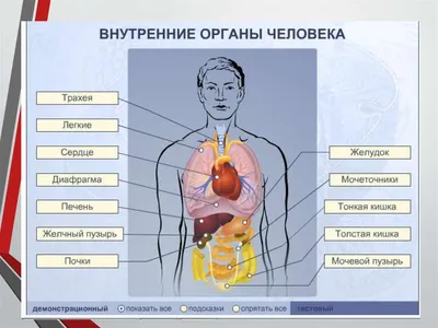 Картинка человека для детей