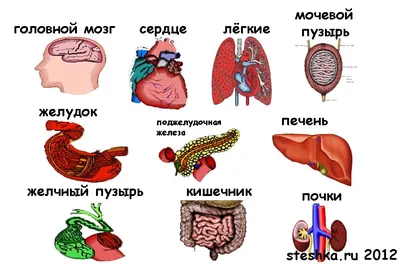 Желудок человека — Википедия