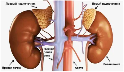 Дидактическое пособие «Строение Человека: скелет и внутренние органы» (5  фото). Воспитателям детских садов, школьным учителям и педагогам - Маам.ру