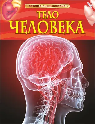 Infographic внутренние органы женщины. Печень мозга, сердца, почек, легких  анатомии человеческого тела и калечение репродуктивное Иллюстрация штока -  иллюстрации насчитывающей головка, внутренн: 207849246