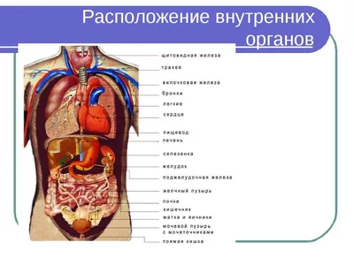 Строение человека (внутренние органы): фото с надписями