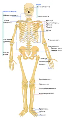 Стенд тактильно-звуковой «Анатомия человека» 640х840х89 мм