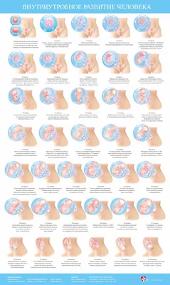 Внутриутробное воспитание плода - презентация онлайн