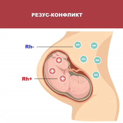 Многоликая и уникальная: плацента в лабиринте эволюции