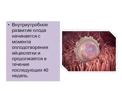 узи плода / смешные картинки и другие приколы: комиксы, гиф анимация,  видео, лучший интеллектуальный юмор.