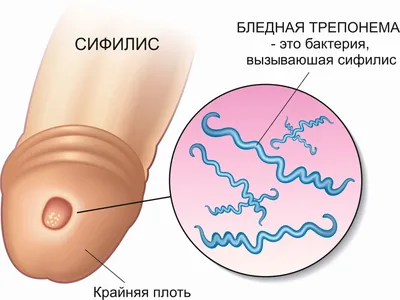 Внутриутробный период развития организма презентация, доклад, проект