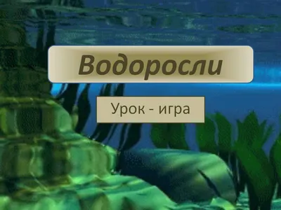 Найдите разные морские водоросли в каждом ряду. Логическая игра для детей  дошкольного возраста. - Ozero - российский фотосток