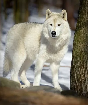 Белый волк - 56 фото - картинки: смотреть онлайн | Wolf dog, Beautiful  dogs, Beautiful wolves
