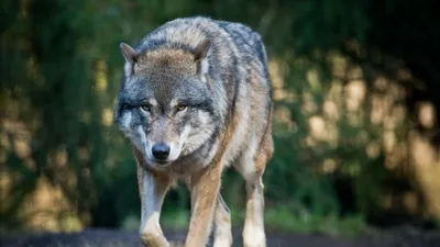 В Костанайской области от укусов волка скончалась женщина - 02.07.2021,  Sputnik Казахстан