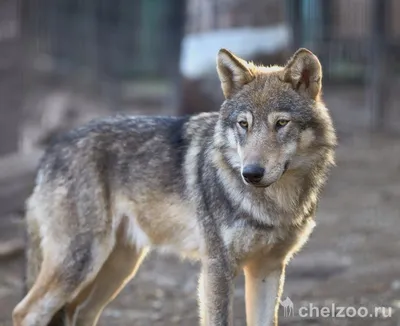 Волк · Собачьи · Хищные · МЛЕКОПИТАЮЩИЕ · Животные · Муниципальное  Бюджетное Учреждение Культуры «Зоопарк» - официальный сайт