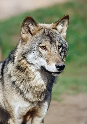 Нападение волков на людей в Таджикистане