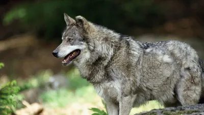 Фотообои Волк вожак стаи купить на стену • Эко Обои