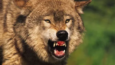 Красный волк — Википедия