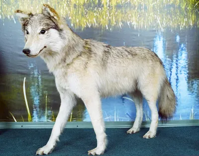 Аляскинские волки пристрастились к охоте на каланов. ДНК каланов нашлась в  трети образцов волчьего помета из заповедника Катмай