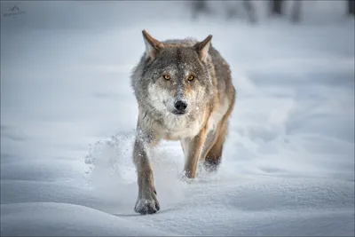 Полярный волк — Википедия