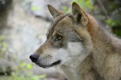 Бег волка | Пикабу