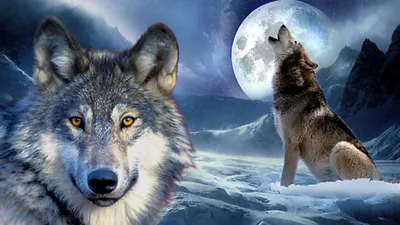 Это самый опасный волк в мире. | Источник | Дзен