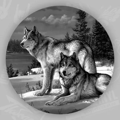 Картинки злых волков (100 фото) • Прикольные картинки и позитив