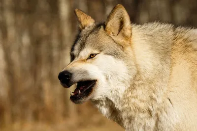 Наклейка на запаску \"Волк с волчицей\"
