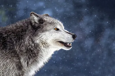 три волка стоят возле темного леса, классная картинка с волками, волки, волк  фон картинки и Фото для бесплатной загрузки