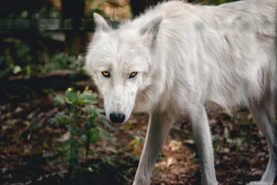 Магический волк (50 фото) | Изображения собак, Мифические существа,  Сказочные существа