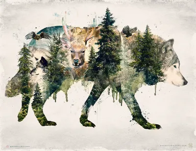 Канадский волк — Зоопарк Садгород