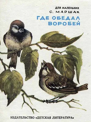 картинки : Зеленый, клюв, Домашний воробей, Птица-птица, Певчий птица,  Питание птицы, Домашний зяблик, Воробей, растение, Болотный воробей,  Молочница 2048x1270 - thiagocasoly14 - 1604548 - красивые картинки - PxHere