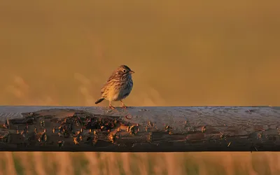 Обои воробей, птица, вода, мокрый картинки на рабочий стол, фото скачать  бесплатно