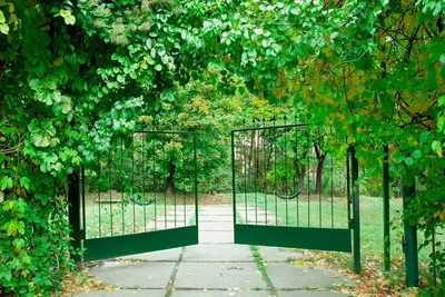 Тайна Ворот в сад: фотография для мечтаний