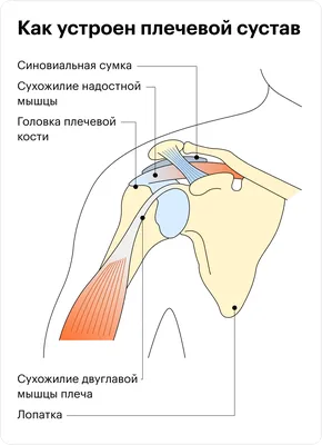 Сухожилие на руке с воспалением: фото для лечебных целей