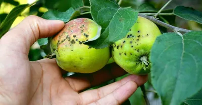 Топ-7 самых частых болезней яблонь (с фото) и их лечение | В саду  (Огород.ru)