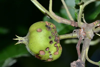 Вредители яблони: способы борьбы с вредителями яблони в саду, виды,  препараты, советы