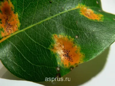 Поврежденный Ствол Яблони Вредители Мышей Съели Кору Молодого Дерева —  стоковые фотографии и другие картинки Кусать - iStock