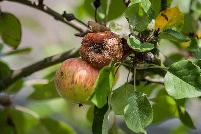 Профессиональная защита яблоневых садов (часть 2) | АППЯПМ